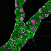 Confocal microscope image of Drosophila Malpighian tublules labeled with DSHB antibody N2 7A1 Armadillo (green). PMID: 35594355, Fig. S3B.